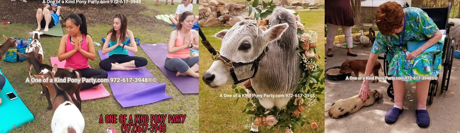 Petting Zoo in Dallas Texs