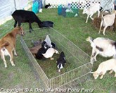 Petting Zoo in Dallas Texas